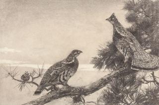 Appraisal: Aiden Lassell Ripley Grouse in Pine Boughestate stamp lower rightcharcoal