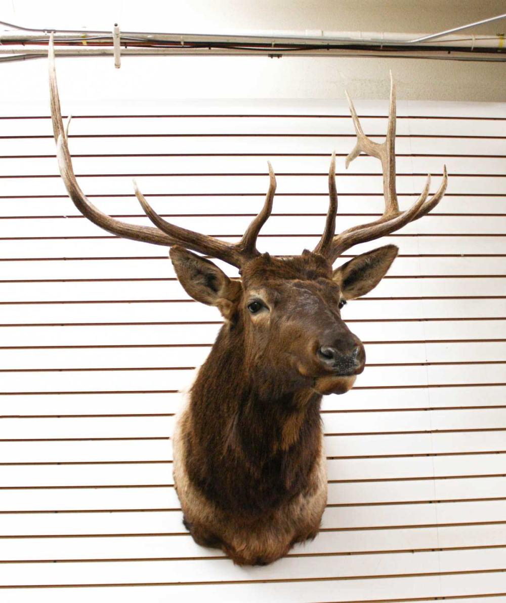 Appraisal: ROCKY MOUNTAIN ELK TAXIDERMY MOUNT head shoulder bull mount with