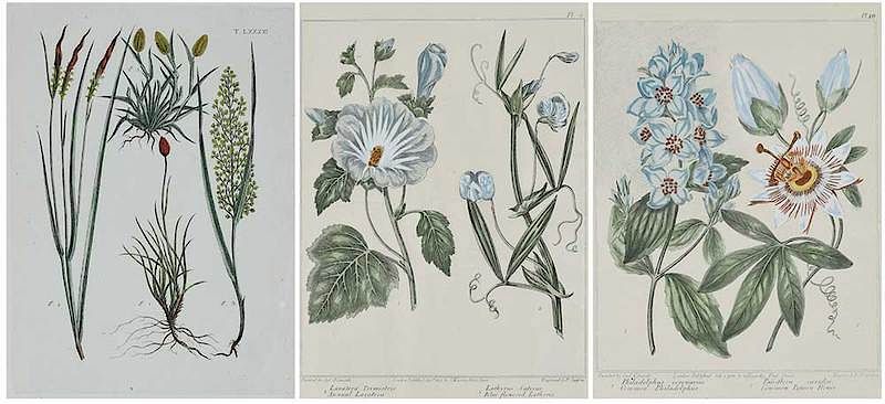 Appraisal: Three Botanical Prints Two after Sydenham Edwards - plus another