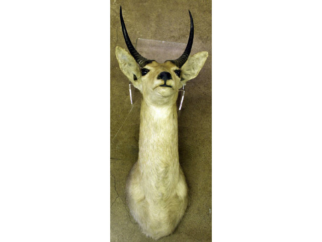 Appraisal: Gems Buck Male mount Estimate -