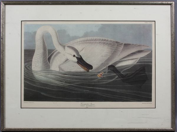 Appraisal: th Century reproduction of the Havell edition of Audubon's Trumpeter