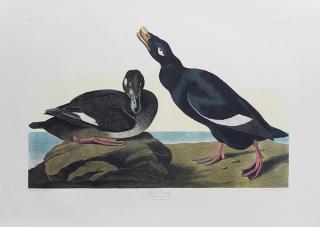 Appraisal: John James Audubon - Velvet Duck No Plate th c