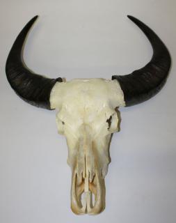 Appraisal: Asian Water Buffalo Skull Mount Asian Water buffalo skull h