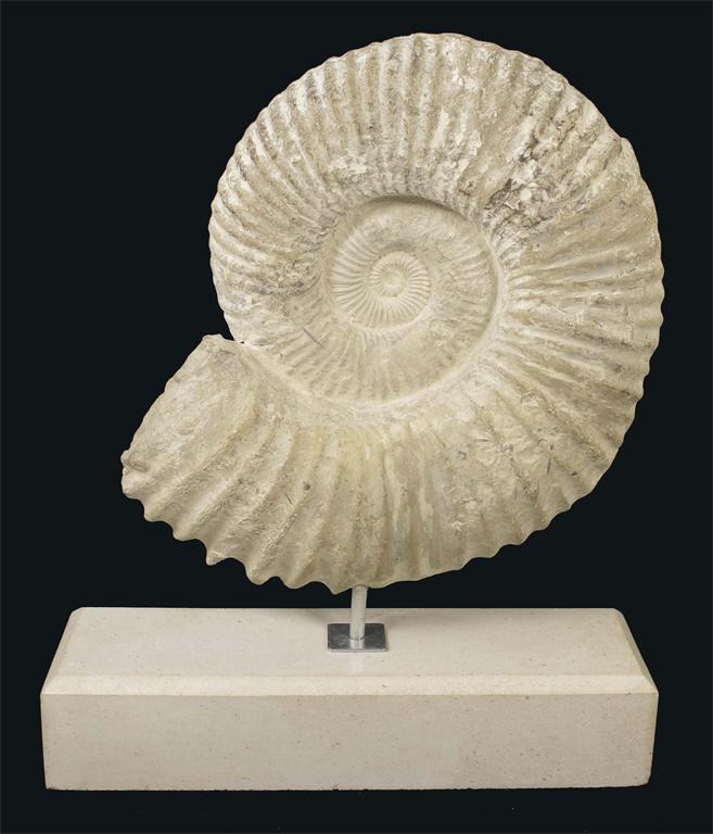 Appraisal: An ammonite