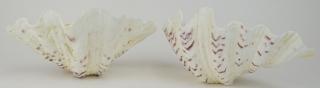 Appraisal: Pair Giant Sea Shells Natural Shells with Bottoms flattened to