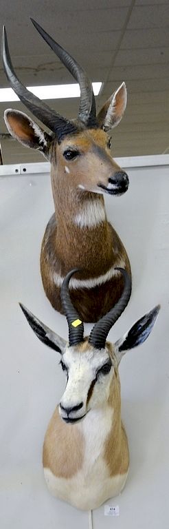 Appraisal: Two animal taxidermy mounts including a bush buck and a