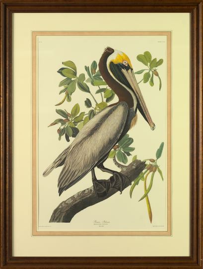 Appraisal: After John James Audubon American - Brown Pelican offset chromolithograph