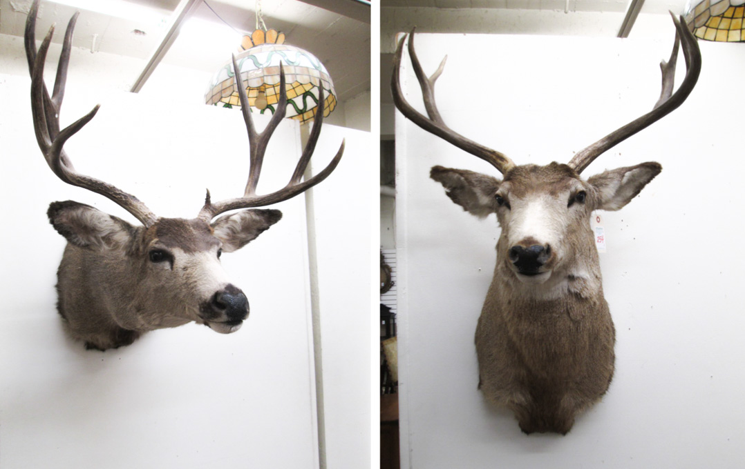 Appraisal: TWO OREGON DEER TAXIDERMY MOUNTS each a head shoulder mount