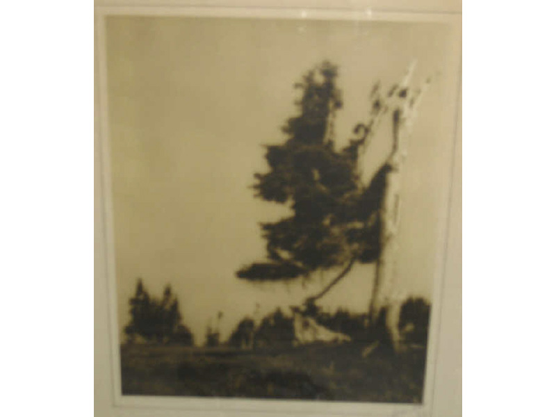 Appraisal: STAUDAR Trees two black and white photographs each pencil signed