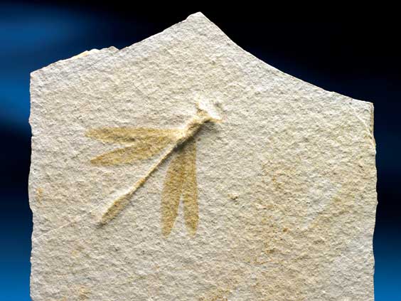 Appraisal: FOSSIL DRAGONFLY Stenophlebia latreillei Jurassic Solnhofen Germany Dragonflies are among