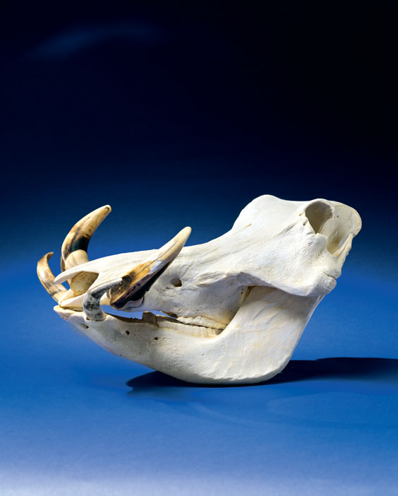 Appraisal: WARTHOG SKULL Phacochoerus aethiopicus Africa A well-cleaned complete and undamaged