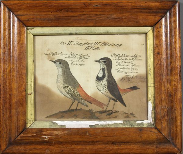 Appraisal: th Century German handcolored birds in original size overall x