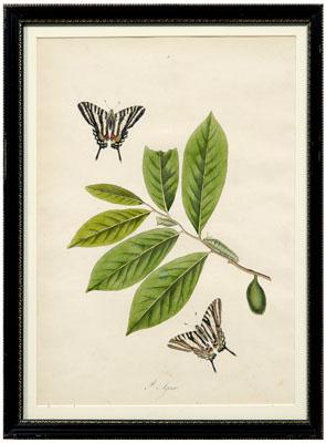 Appraisal: Rare John Abbot etching Papilio Ajax plate Black-barred Swallow-tail butterfly