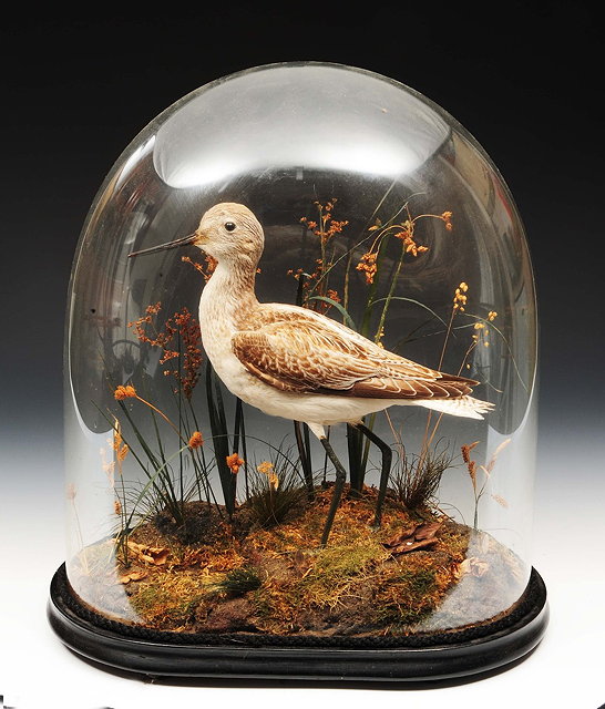 Appraisal: Taxidermy -Greenshank mounted in a naturalistic setting beneath a glass