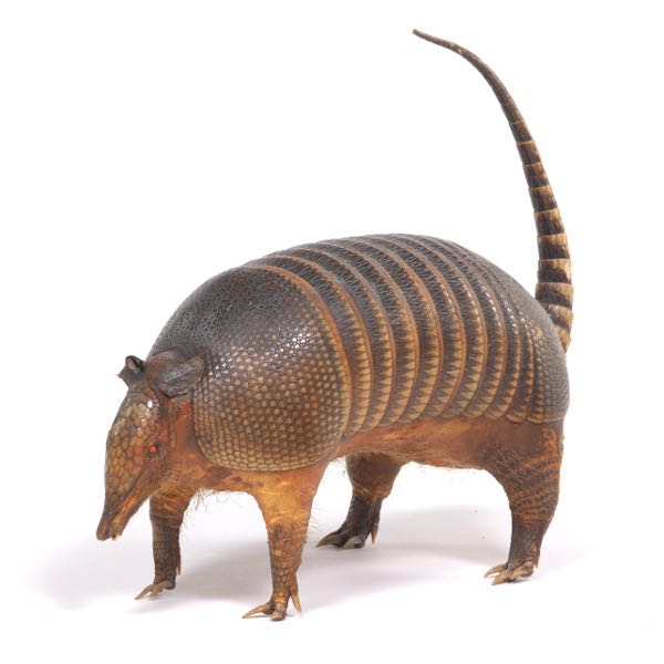 Appraisal: ARMADILLO x x to the tip of the tail Taxidermy