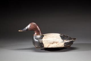 Appraisal: Swimming Canvasback by Mount Clemens School Swimming Canvasback Mount Clemens