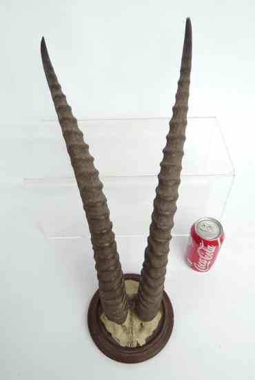 Appraisal: Pair th c mounted horns '' Overall Length