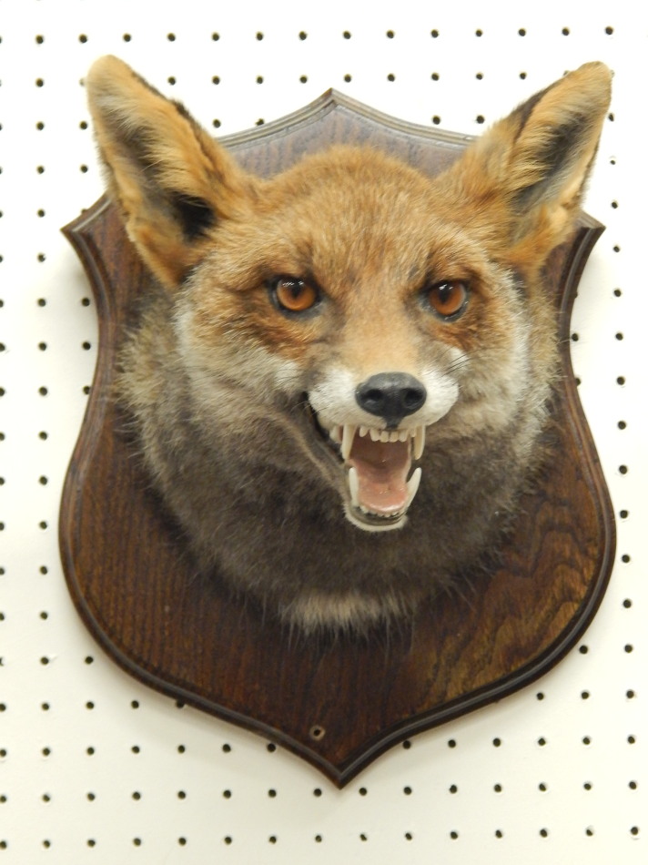 Appraisal: A taxidermied fox head and neck with oak shield the