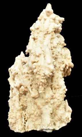 Appraisal: Large fossilized coral colony specimen naturally shaped approx h w