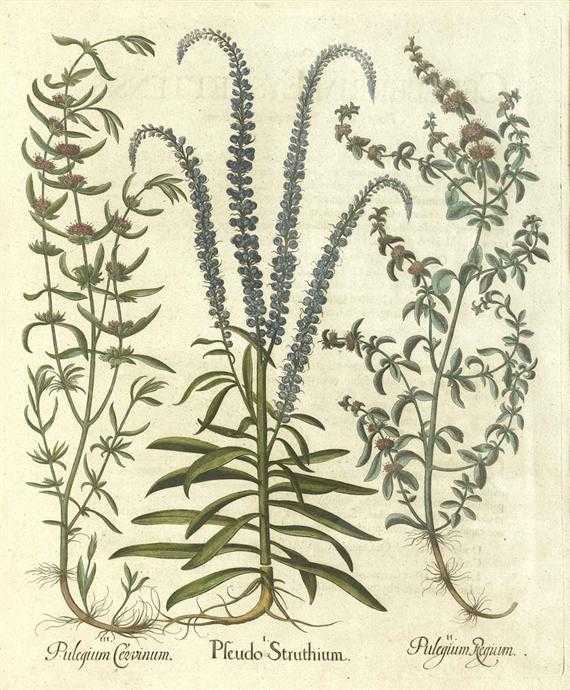 Appraisal: BOTANY -Besler Basilius circa after I Pseudo Struthium II Pulegium