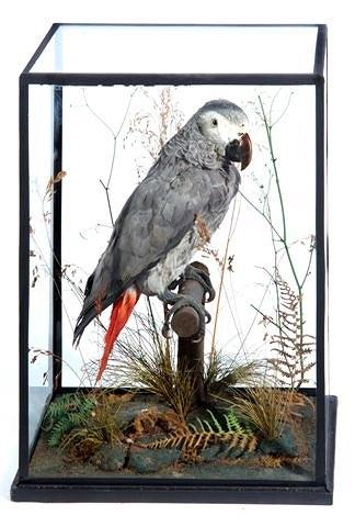 Appraisal: AN AFRICAN GREY PARROT on a perch decorated with ferns