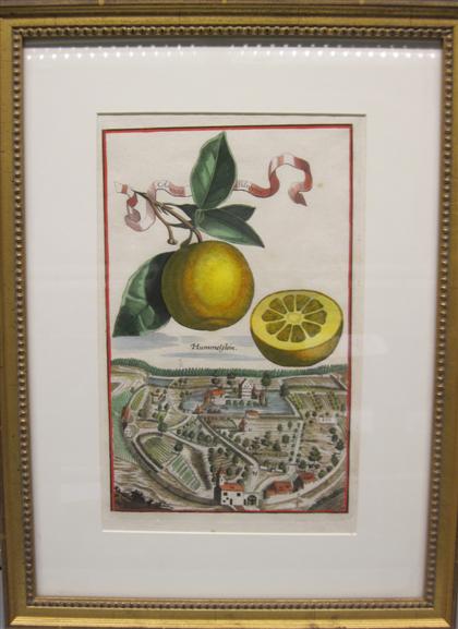 Appraisal: piece Hand-colored Engraving Volckamer Johann Christoph - Nuremberg - Plate