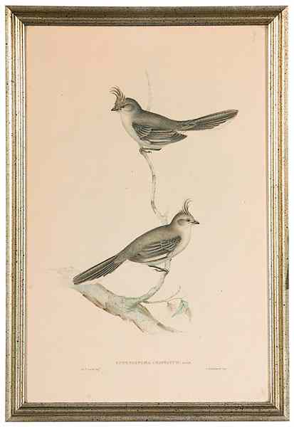 Appraisal: Gould Prints Sphenostoma Cristatum and Muscipeta Incei Sphenostoma Cristatum and