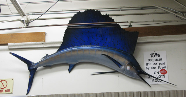 Appraisal: PACIFIC SAILFISH TROPHY MOUNT caught in Pinas Bay Panama with