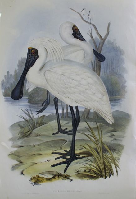 Appraisal: Royal Spoonbill Platalea Regia