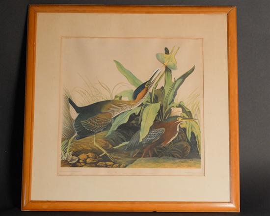 Appraisal: Julius Bien after Audubon - Green Heron Ardea Virescens chromolithograph