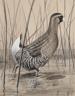 Appraisal: Louis Agassiz Fuertes Sora Rail signed and dated L A