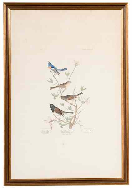 Appraisal: John James Audubon Finch Engraving Havell Edition Lazuli Finch Clay-Colored