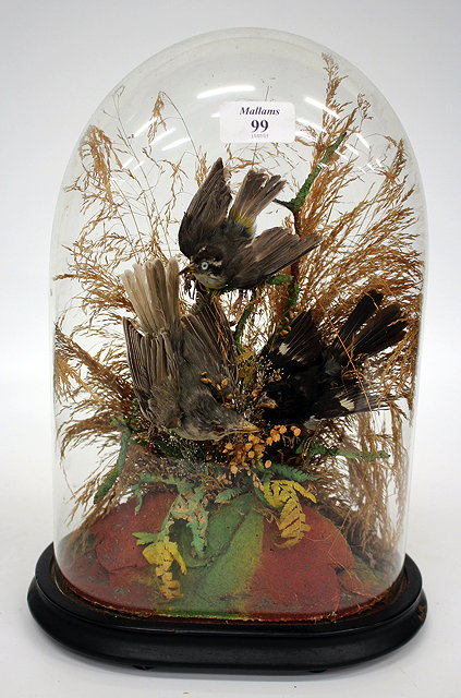 Appraisal: THREE VICTORIAN TROPICAL BIRDS under a glass dome overall cm