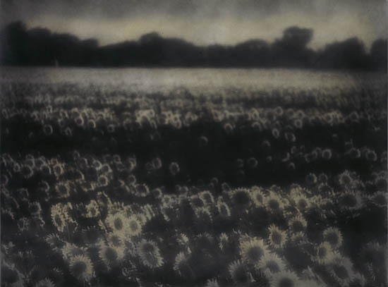 Appraisal: SCHENCK ROCKY - Sunflowers in Roses Toned silver print x