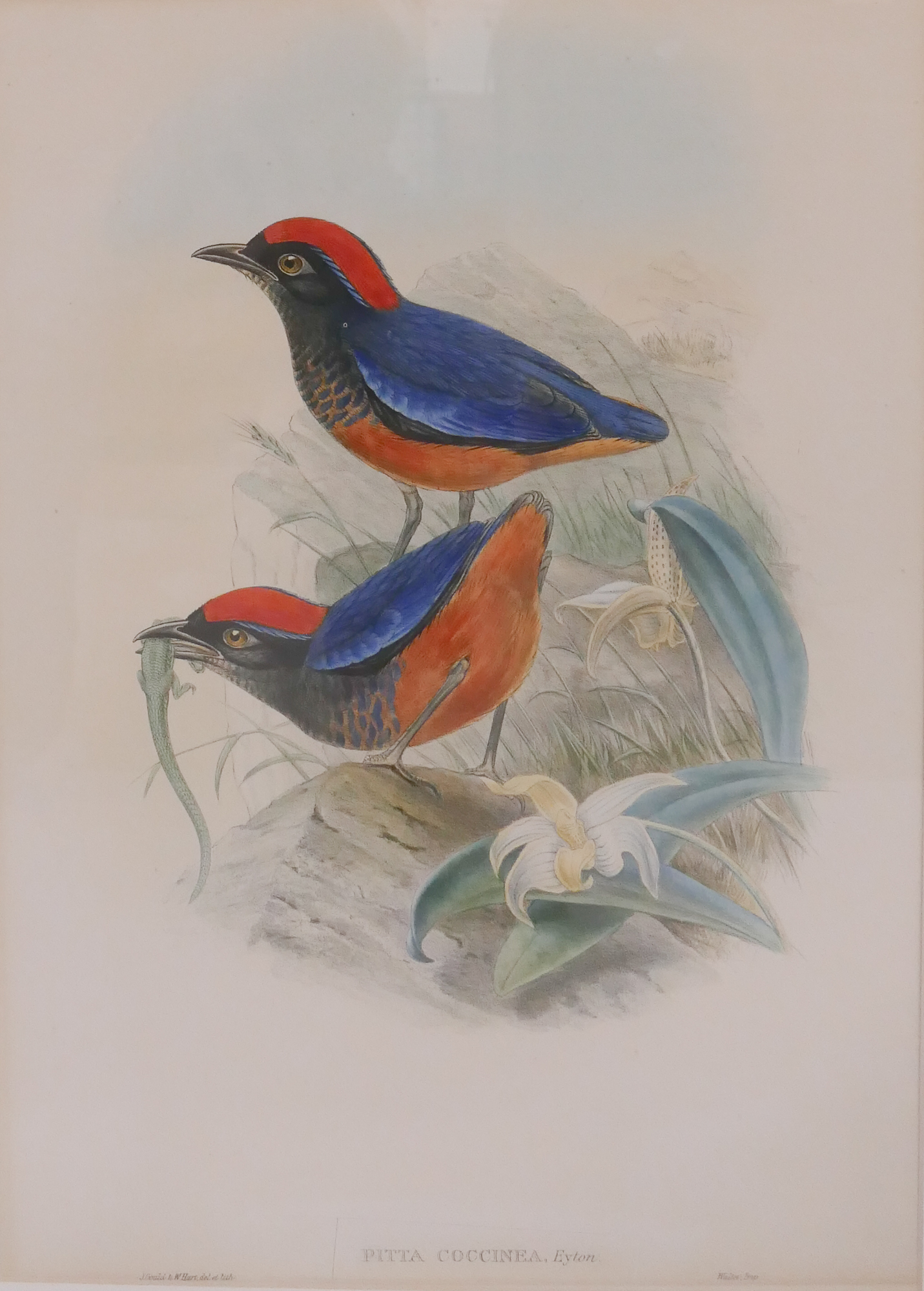 Appraisal: Old Gould Birds Color Lithograph Framed- x ''