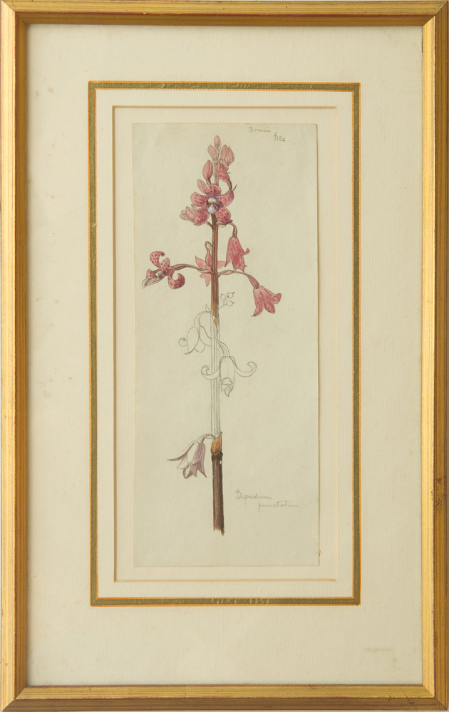 Appraisal: CHARLES DICKER - ORCHIDEAE DIPODIUM PUNCTATUM PLANT STUDY AND SOLANUM