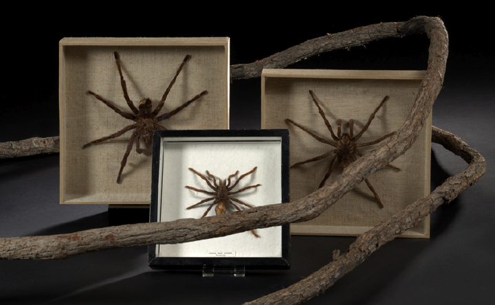 Appraisal: Group of Three Shadowboxed Arachnid Specimens consisting of a jungle