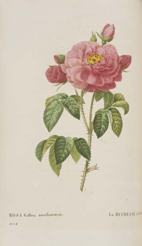 Appraisal: BOTANICAL Redoute Pierre Joseph and Thorry C A Les Roses