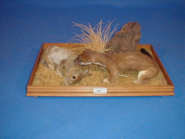 Appraisal: A taxidermy stoat in a case