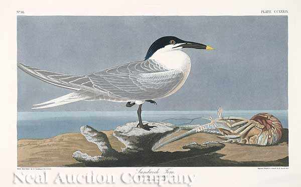 Appraisal: John James Audubon American - Sandwich Tern Plate CCLXXIX from