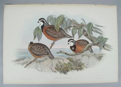 Appraisal: pieces Hand-Colored Lithographs Gould J E Richter H C Chestnut