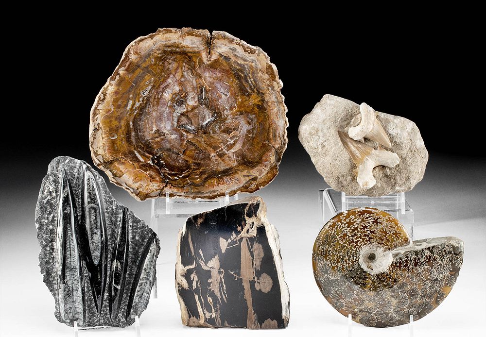 Appraisal: Prehistoric Marine Fossils Petrified Wood Ancient Seas Morocco Paleozoic period