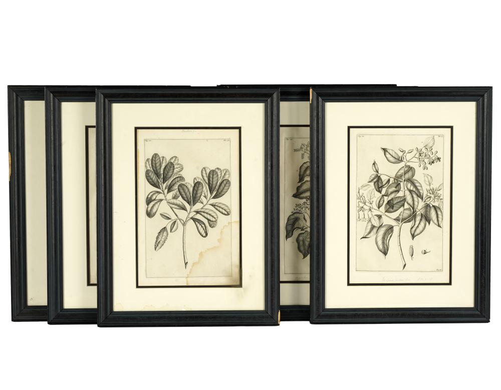 Appraisal: SET OF SIX BOTANICAL ENGRAVINGSon wove paper matted and framed