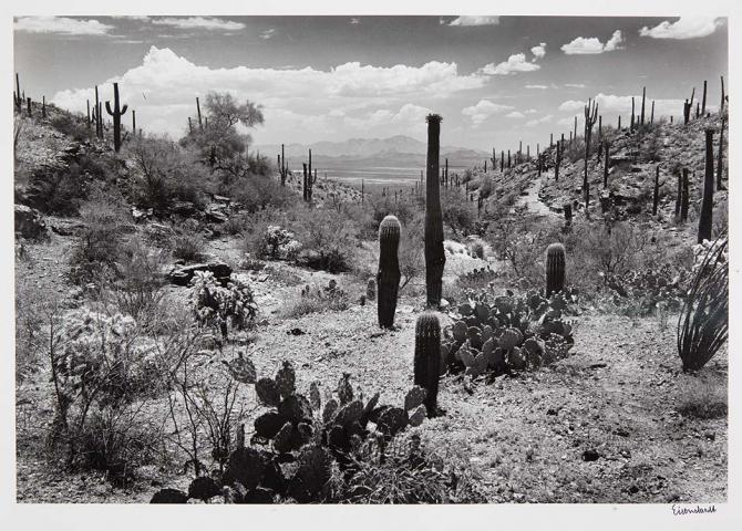 Appraisal: EISENSTAEDT ALFRED - Saguaro National Monument near Tucson Arizona Gelatin