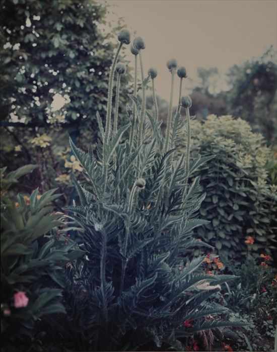 Appraisal: STEPHEN SHORE b GIVERNY POPPIES Cibachrome print x in sight