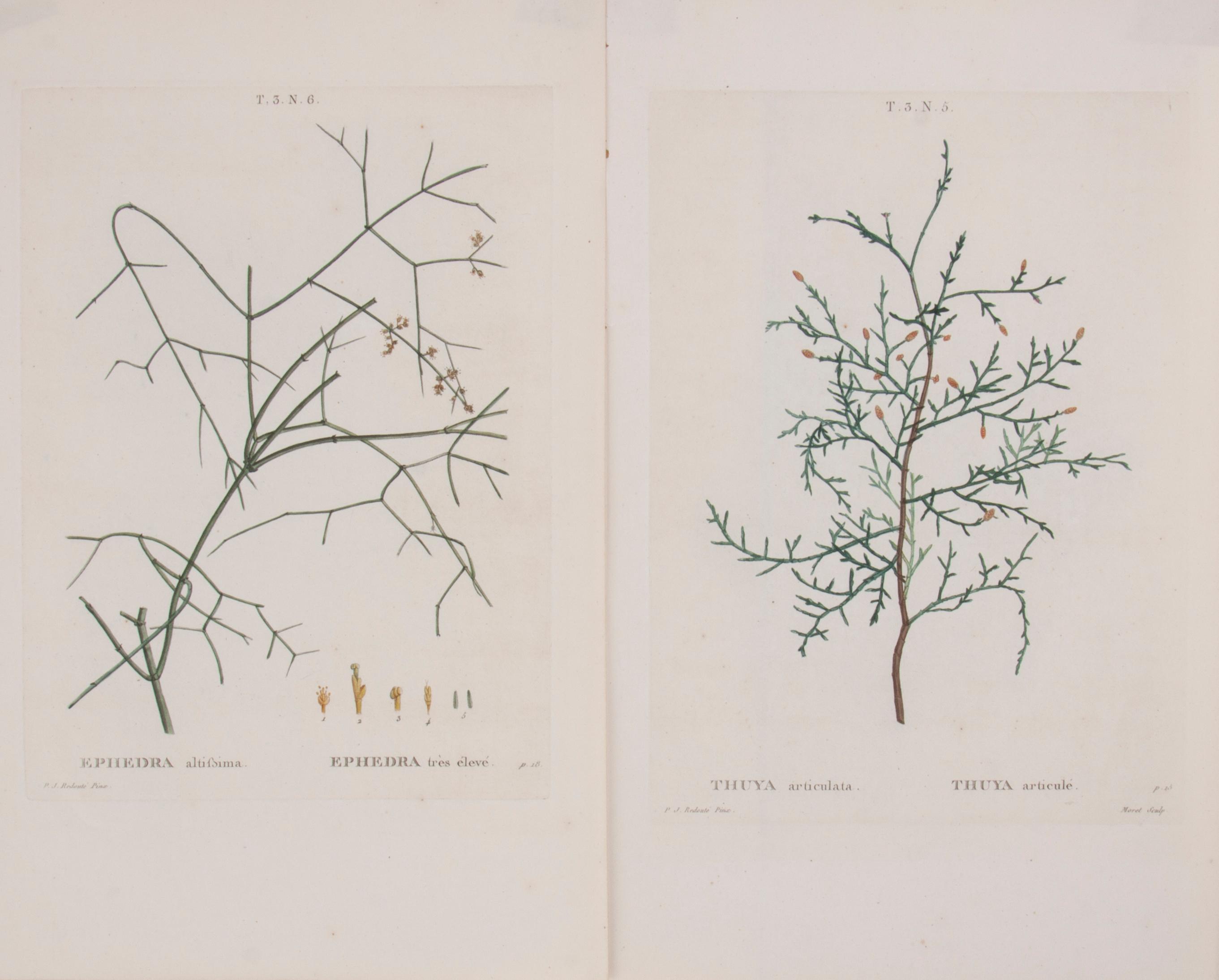 Appraisal: TWO REDOUTE ENGRAVINGS TRAITE DES ARBRES ET ARBUSTES Two hand-colored