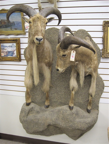 Appraisal: A PAIR OF BARBARY SHEEP Ammotragus lervia trophy half mounts