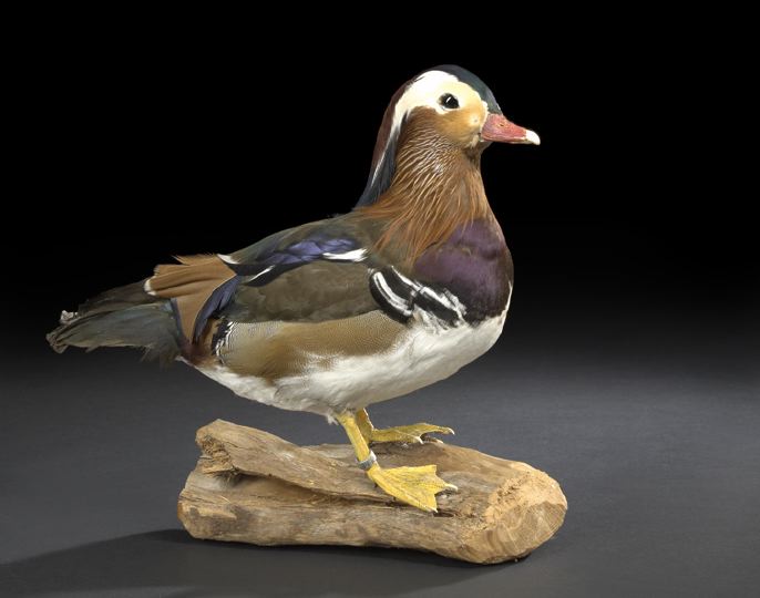 Appraisal: English Taxidermy Figure of a Crested Wild Duck first quarter