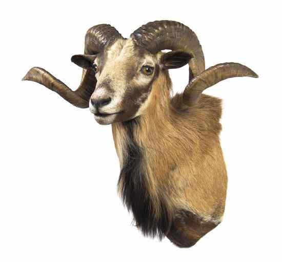 Appraisal: A Taxidermy Mountain Sheep Shoulder Mount Height inches