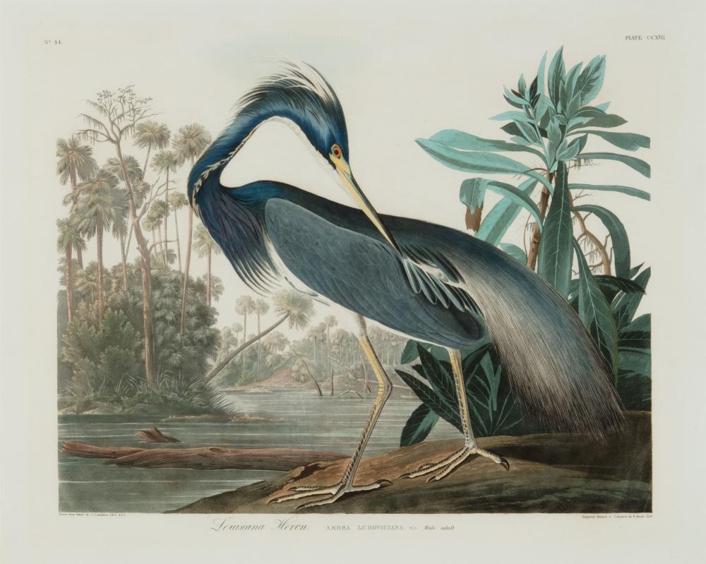 Appraisal: John James Audubon American - Louisiana Heron Plate hand-colored aquatint